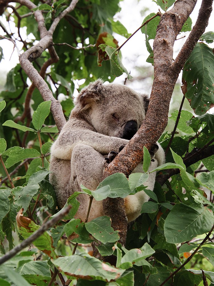 6616ab8ed8c3c268632d0a1d_sleeping-koala-web_1763360890833.jpg