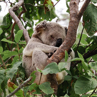 6616ab8ed8c3c268632d0a1d_sleeping-koala-web_1763360890833.jpg