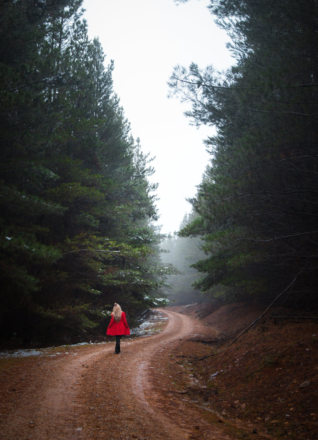 6616ab8ed8c3c268632d0a1d_snowy-forest_1787838739754.jpg