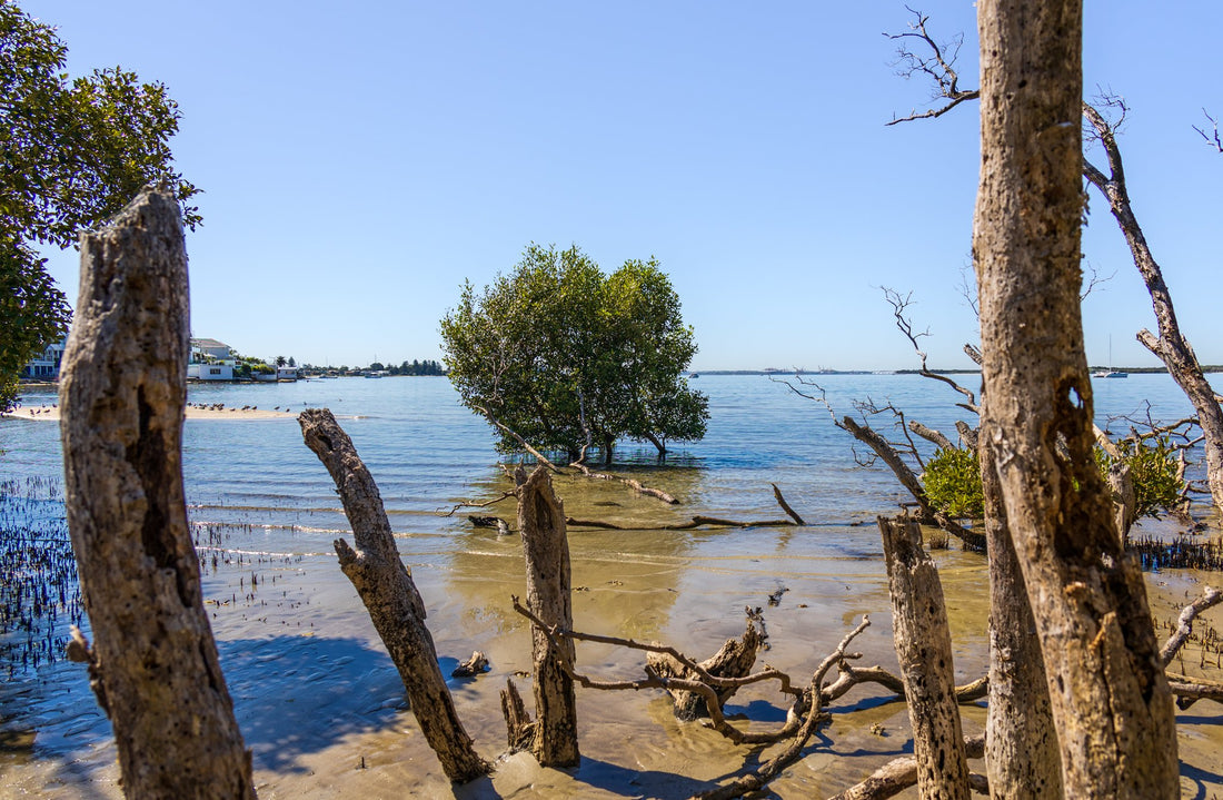 6616ab8ed8c3c268632d0a1d_still-waters-at-taren-point-1_1775994467582.jpg