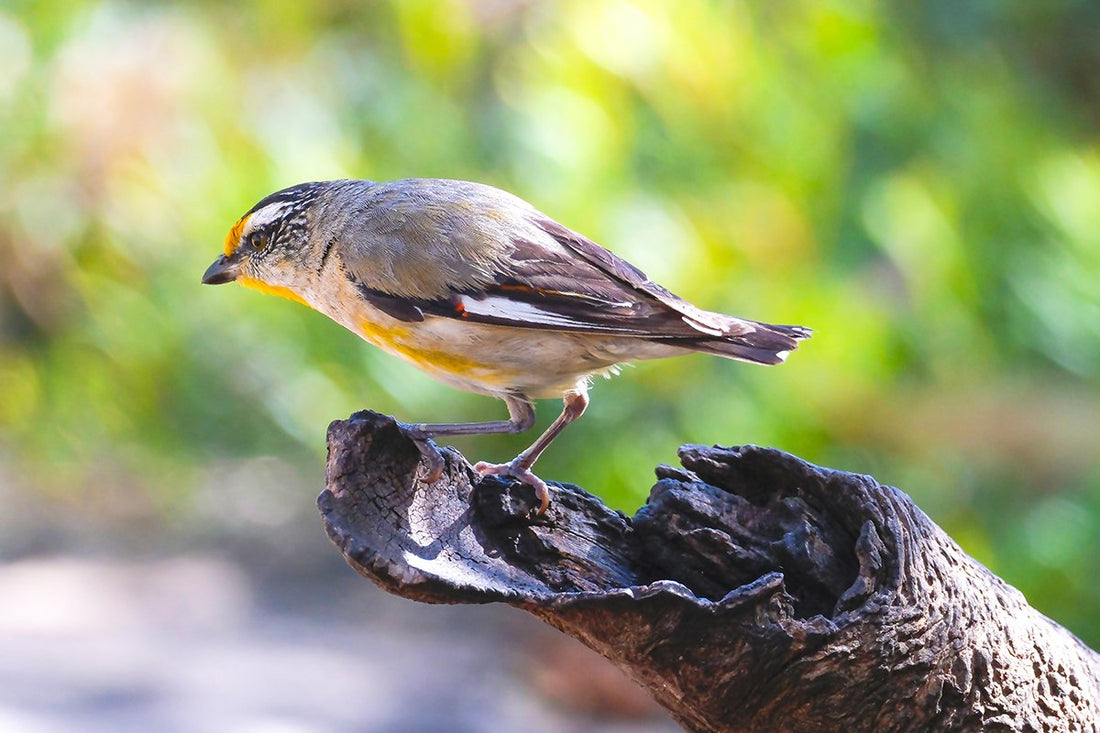 6616ab8ed8c3c268632d0a1d_striated-pardalote-nangawooka-south-australia_1768279386304.jpg