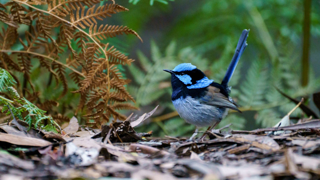 6616ab8ed8c3c268632d0a1d_superb-fairy-wren-in-the-ferns-in-tasmania_1768022795980.jpg