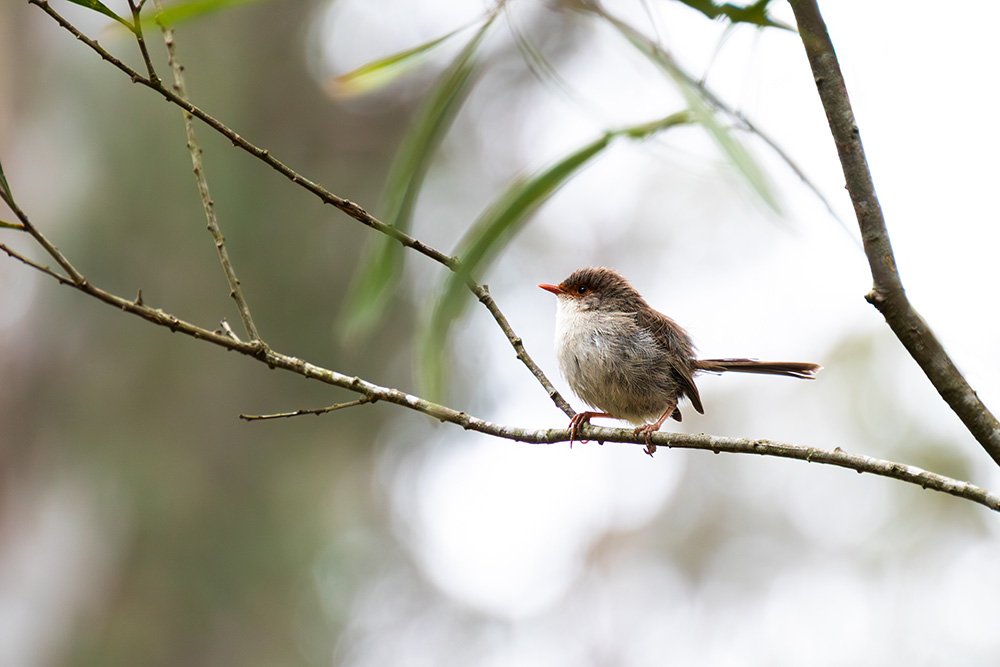 6616ab8ed8c3c268632d0a1d_superb-fairywren-at-platypus-flat-nsw-web_1765689537327.jpg
