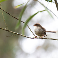 6616ab8ed8c3c268632d0a1d_superb-fairywren-at-platypus-flat-nsw-web_1765689537327.jpg