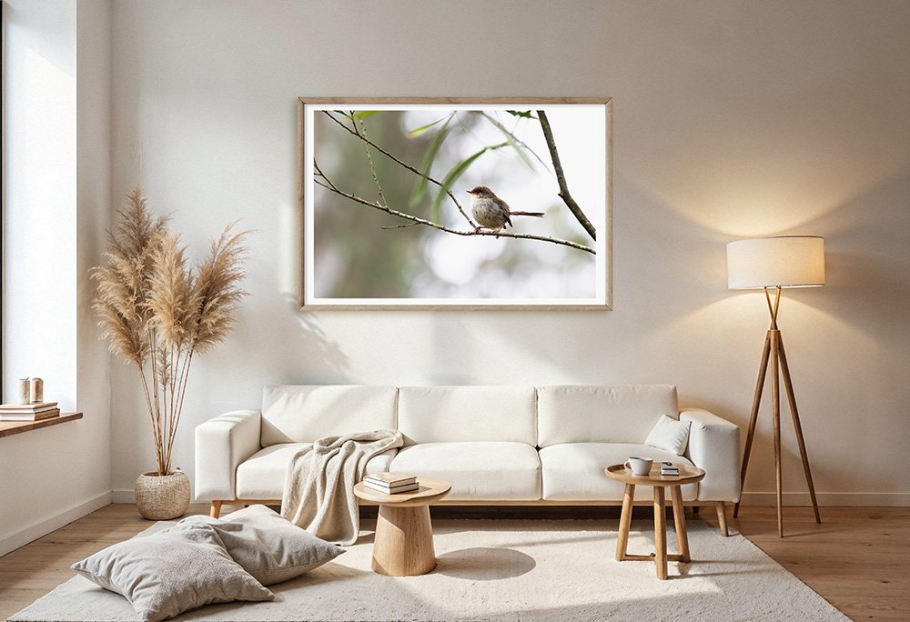 6616ab8ed8c3c268632d0a1d_superb-fairywren-at-platypus-flat-nsw-wood-frame_1765689537327.jpg