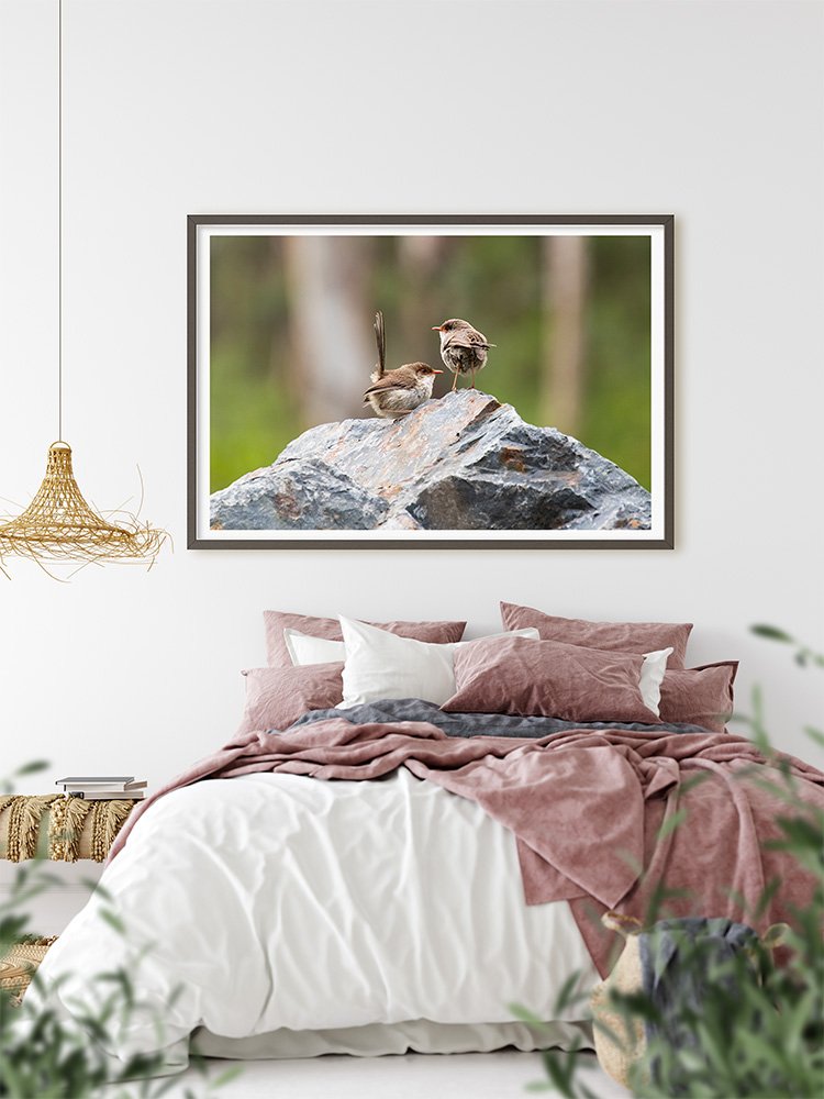 6616ab8ed8c3c268632d0a1d_superb-fairywren-duo-at-platypus-flat-nsw-black-frame_1765689646048.jpg
