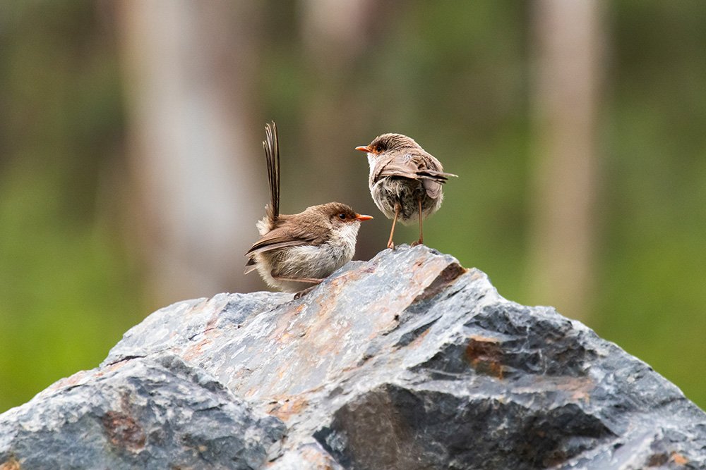 6616ab8ed8c3c268632d0a1d_superb-fairywren-duo-at-platypus-flat-nsw-web_1765689646048.jpg