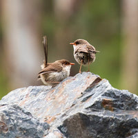 6616ab8ed8c3c268632d0a1d_superb-fairywren-duo-at-platypus-flat-nsw-web_1765689646048.jpg