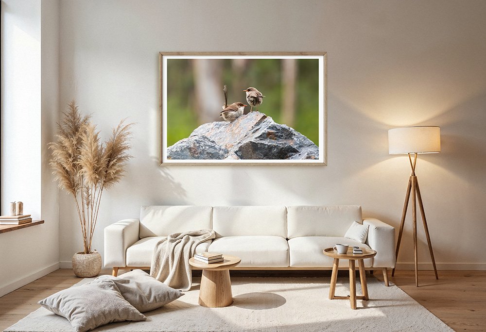 6616ab8ed8c3c268632d0a1d_superb-fairywren-duo-at-platypus-flat-nsw-wood-frame_1765689646048.jpg