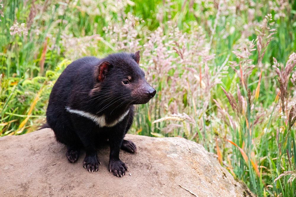 6616ab8ed8c3c268632d0a1d_tasmanian-devil-landscape-web_1765695014891.jpg