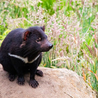 6616ab8ed8c3c268632d0a1d_tasmanian-devil-landscape-web_1765695014891.jpg