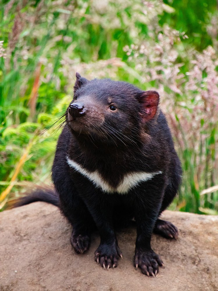 6616ab8ed8c3c268632d0a1d_tasmanian-devil-portrait-web_1765689729202.jpg