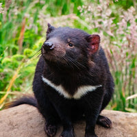 6616ab8ed8c3c268632d0a1d_tasmanian-devil-portrait-web_1765689729202.jpg