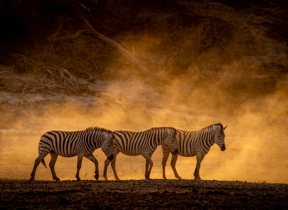 6616ab8ed8c3c268632d0a1d_the-golden-dust-zebras_1764244880558.jpg