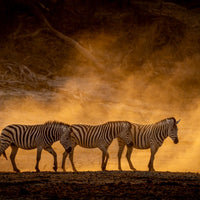 6616ab8ed8c3c268632d0a1d_the-golden-dust-zebras_1764244880558.jpg