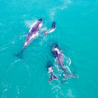 6616ab8ed8c3c268632d0a1d_top-down-of-whales-in-the-ocean_1747639988699.jpg