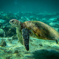 6616ab8ed8c3c268632d0a1d_turtle_1747719881017.jpg