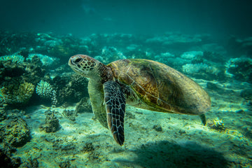 6616ab8ed8c3c268632d0a1d_turtle_1747719881017.jpg