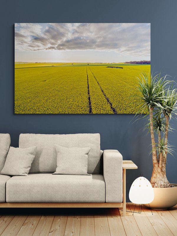 6616ab8ed8c3c268632d0a1d_wall-golden-canola-temora_1771743470425.jpg