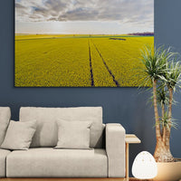 6616ab8ed8c3c268632d0a1d_wall-golden-canola-temora_1771743470425.jpg