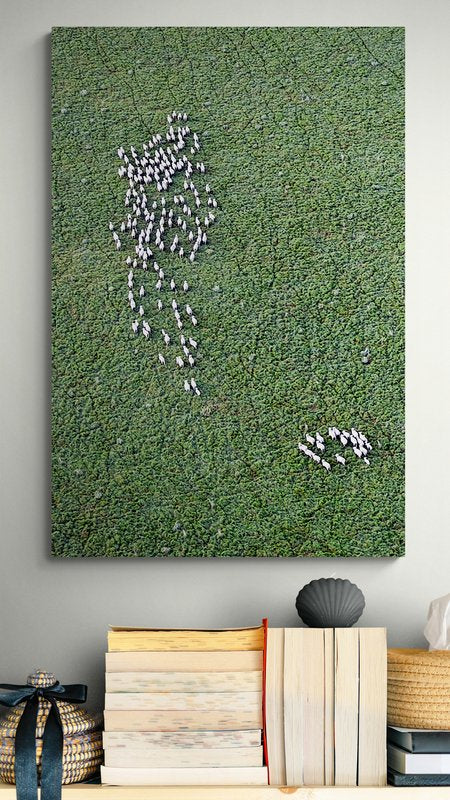 6616ab8ed8c3c268632d0a1d_wall-sheep-tracks-temora_1771744885715.jpg