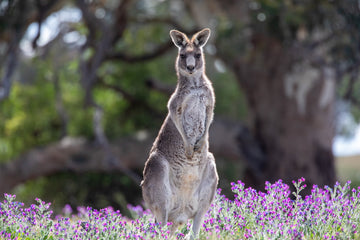 6616ab8ed8c3c268632d0a1d_warm-sun-on-kangaroo-in-purple-flowers_1761205214600.jpg