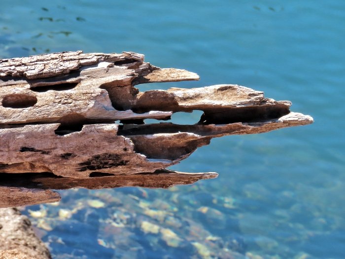 6616ab8ed8c3c268632d0a1d_weathered-log_1783739842735.jpg
