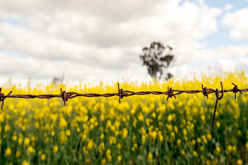 6616ab8ed8c3c268632d0a1d_web-barbed-wire-and-canola-temora_1771743327869.jpg