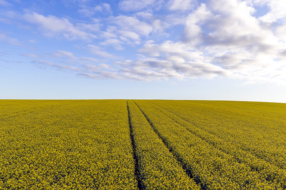 6616ab8ed8c3c268632d0a1d_web-golden-canola-fields-ii-temora_1771743675150.jpg