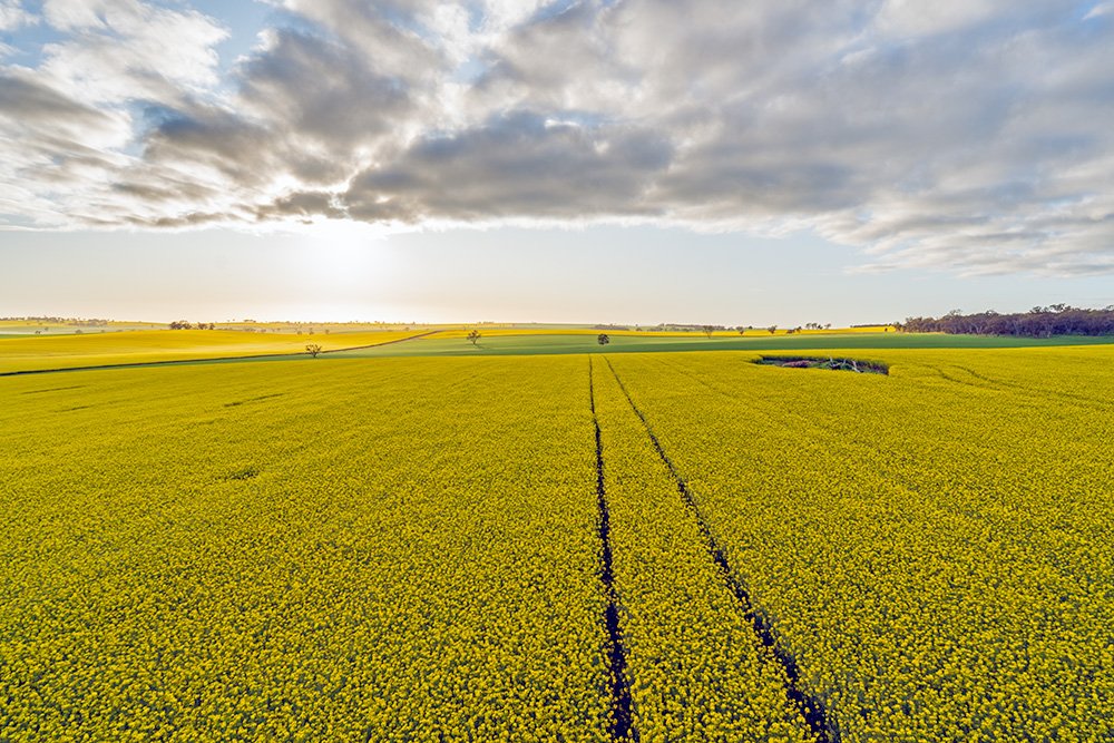 6616ab8ed8c3c268632d0a1d_web-golden-canola-temora_1771743470426.jpg