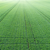 6616ab8ed8c3c268632d0a1d_web-green-crop-patterns-temora_1771744248663.jpg