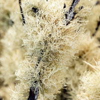 6616ab8ed8c3c268632d0a1d_web-lichen-ii-mt-wellington_1770600396329.jpg