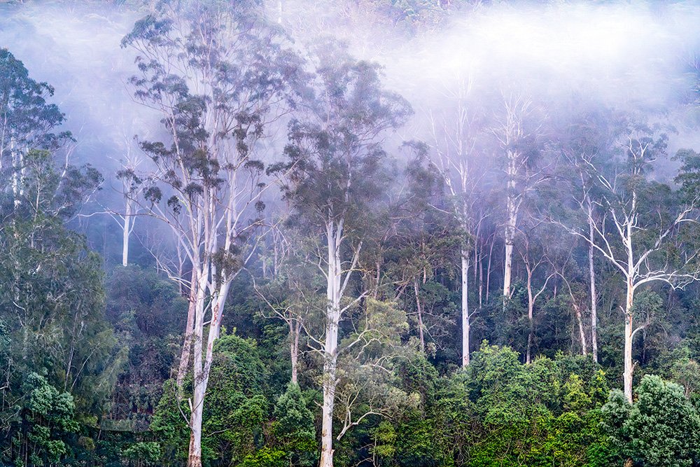6616ab8ed8c3c268632d0a1d_web-morning-mist-glenworth-valley-new-south-wales_1771746913197.jpg