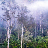 6616ab8ed8c3c268632d0a1d_web-morning-mist-glenworth-valley-new-south-wales_1771746913197.jpg