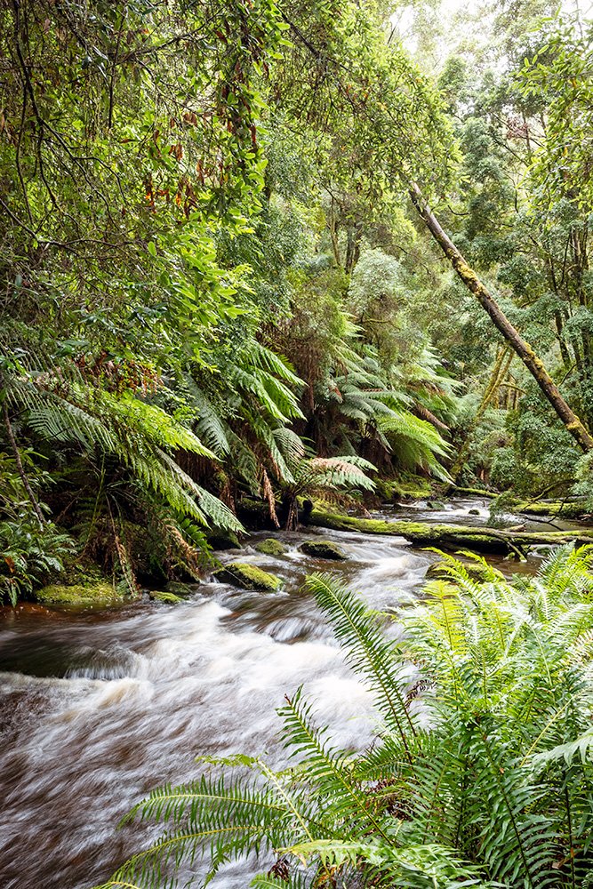 6616ab8ed8c3c268632d0a1d_web-nelson-falls-downstream-iii-tasmania_1770601656366.jpg