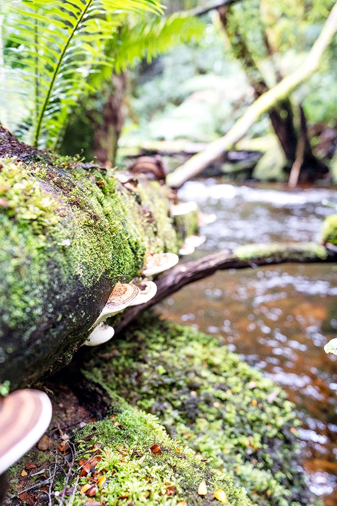 6616ab8ed8c3c268632d0a1d_web-nelson-falls-fungi-tasmania_1770601739106.jpg