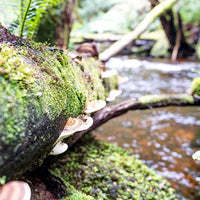 6616ab8ed8c3c268632d0a1d_web-nelson-falls-fungi-tasmania_1770601739106.jpg
