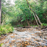 6616ab8ed8c3c268632d0a1d_web-never-never-creek-promised-land-bellingen_1771747041672.jpg