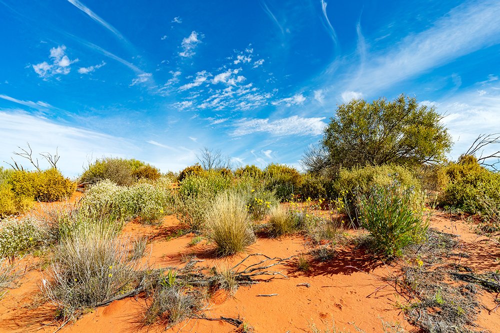 6616ab8ed8c3c268632d0a1d_web-outback-wildflowers-cameron-corner-new-south-wales_1771746227056.jpg