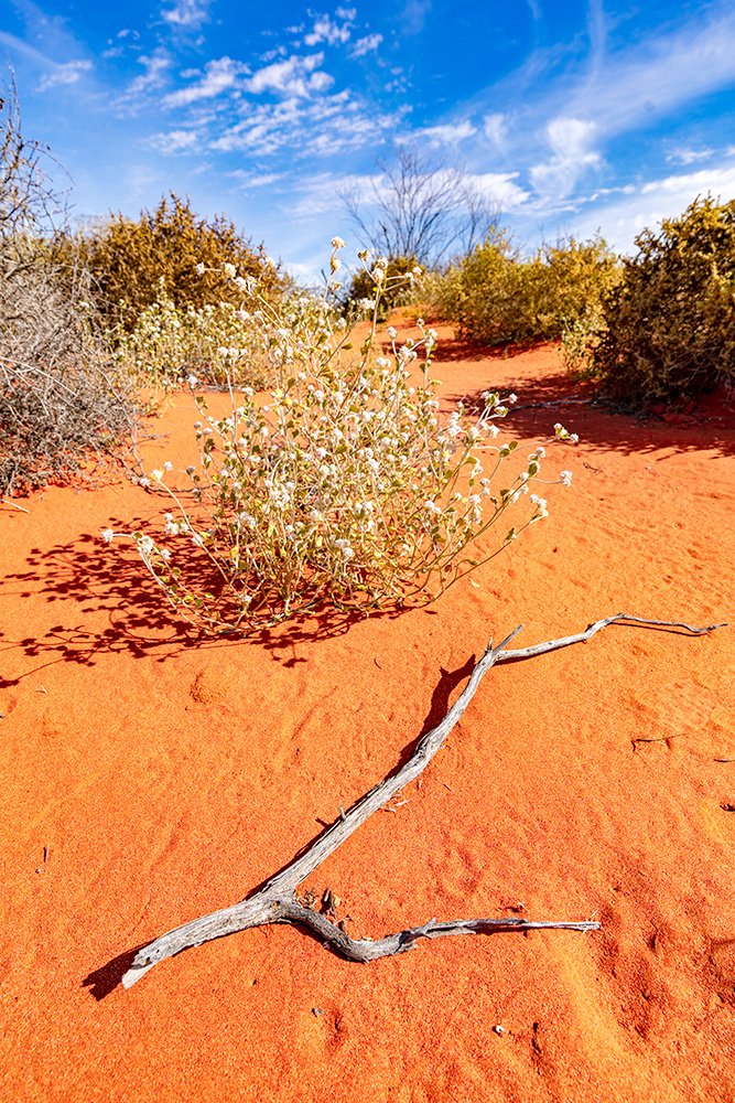 6616ab8ed8c3c268632d0a1d_web-outback-wildflowers-ii-cameron-corner-new-south-wales_1771746370127.jpg
