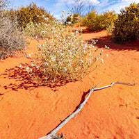 6616ab8ed8c3c268632d0a1d_web-outback-wildflowers-ii-cameron-corner-new-south-wales_1771746370127.jpg