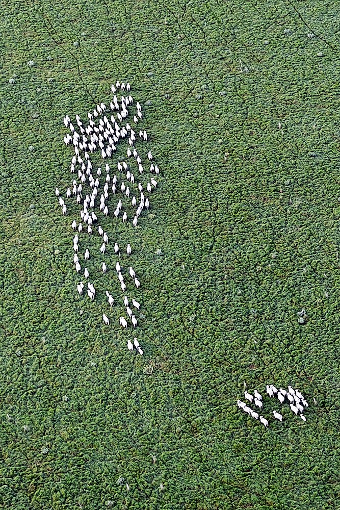 6616ab8ed8c3c268632d0a1d_web-sheep-tracks-temora_1771744885716.jpg