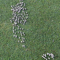 6616ab8ed8c3c268632d0a1d_web-sheep-tracks-temora_1771744885716.jpg