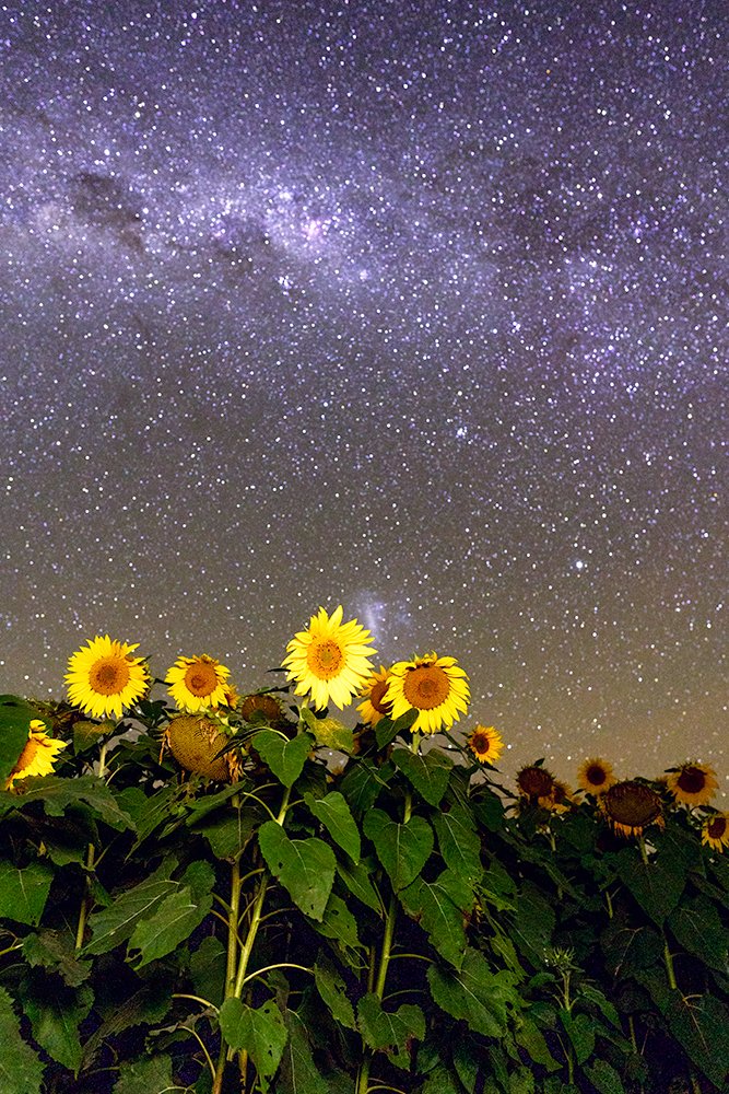 6616ab8ed8c3c268632d0a1d_web-sunflowers-under-the-stars-ii-quirindi_1771745776017.jpg