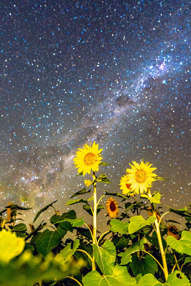 6616ab8ed8c3c268632d0a1d_web-sunflowers-under-the-stars-quirindi_1771745626200.jpg