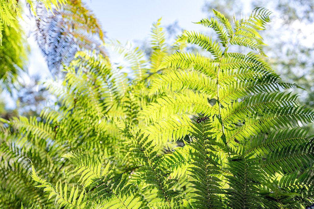 6616ab8ed8c3c268632d0a1d_web-tree-fern-pyengana_1770600716315.jpg