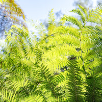 6616ab8ed8c3c268632d0a1d_web-tree-fern-pyengana_1770600716315.jpg