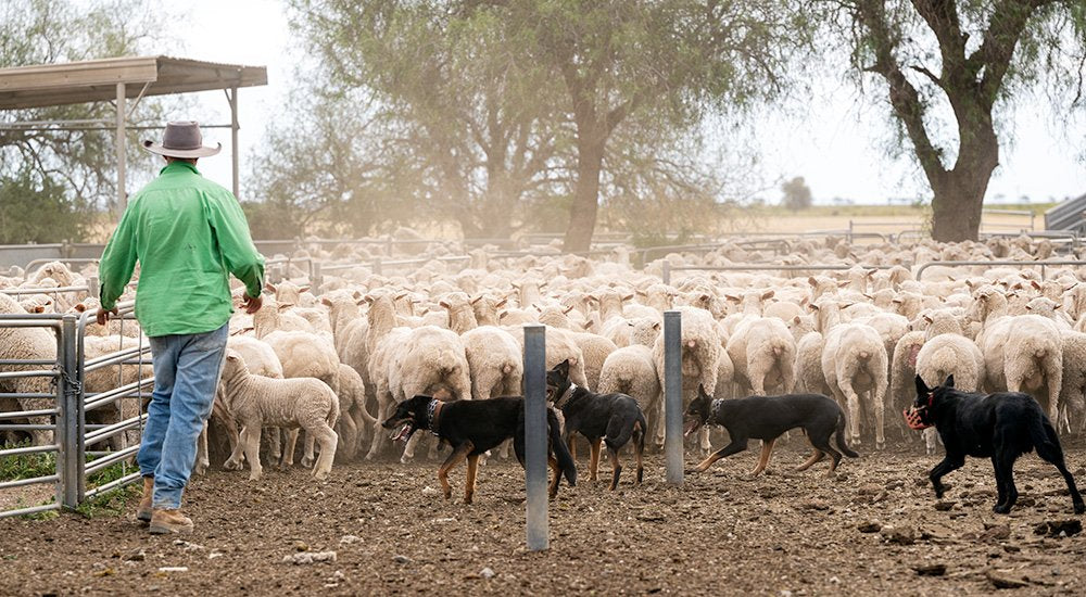 6616ab8ed8c3c268632d0a1d_web-working-the-sheep-hay-plains_1770601259721.jpg