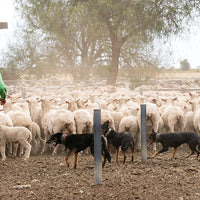 6616ab8ed8c3c268632d0a1d_web-working-the-sheep-hay-plains_1770601259721.jpg