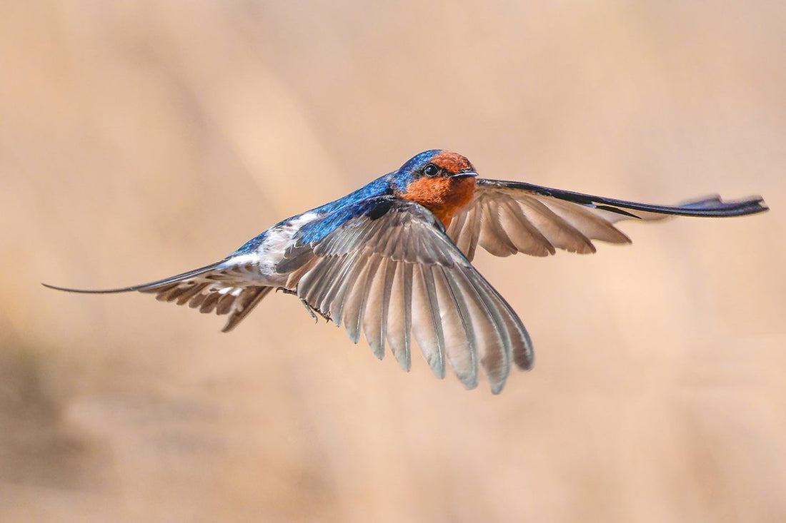 6616ab8ed8c3c268632d0a1d_welcome-swallow-in-flight-australia_1768279509795.jpg